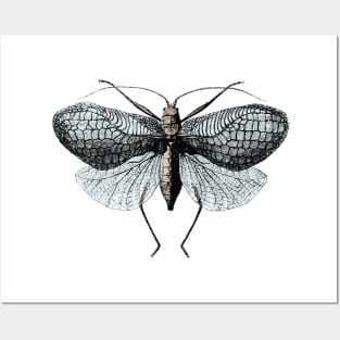 Flying Insect - Zoological Drawing Posters and Art